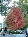 Autumn Maple 